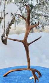 poronsarviteline korkeus 52cm 5-haarainen pöytäkoriste