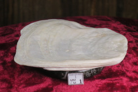 Simpukka levymäinen helmiäishohtoinen 73x83mm, 48g