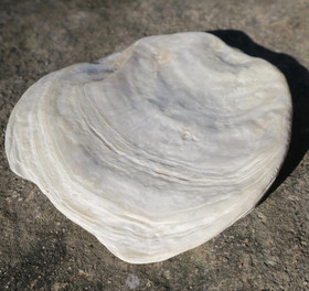 Simpukka levymäinen helmiäishohtoinen 73x83mm, 48g