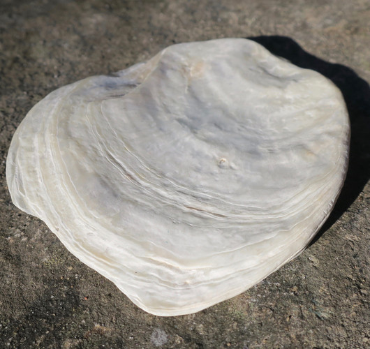 Simpukka levymäinen helmiäishohtoinen 73x83mm, 48g