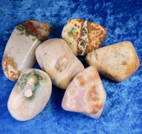 Valtamerijaspis rumpuhiottu kirjava. Valitse koko 3-40g