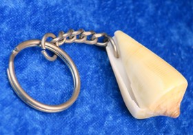 Avaimenperä simpukka, simpukankuori