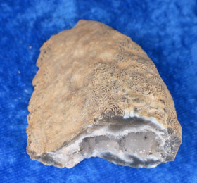 Akaattigeodi 43g Brasilia txr