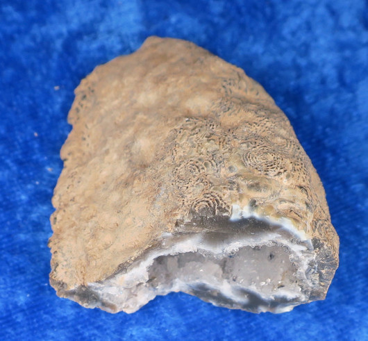 Akaattigeodi 43g Brasilia txr