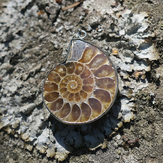 Riipus ammoniitti fossiili P