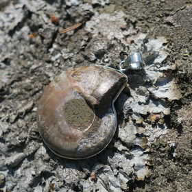 Riipus ammoniitti fossiili P