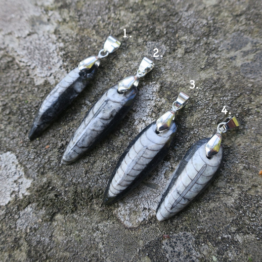 Riipus Orthoceras-oikosarvifossiili 33-38mm ja lenkki