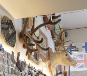 Poronsarvet isot karvasarvet seinälle