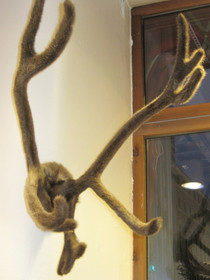 Poronsarvet isot karvasarvet seinälle