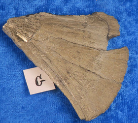 Markasiitti pala pyriittiaurinkoa 31g G2