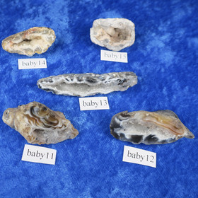 Akaattigeodi Brasilia paino 7-8g nro baby11-15