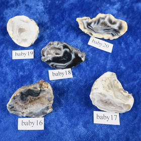 Akaattigeodi Brasilia paino 7-8g nro baby16-20