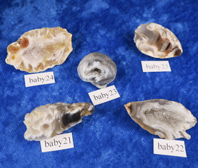 Akaattigeodi Brasilia paino 7-8g nro baby21-25