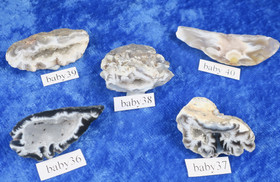 Akaattigeodi Brasilia paino 7-8g nro baby36-40