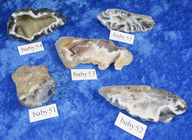 Akaattigeodi Brasilia paino 7-8g nro baby 52 ja 54