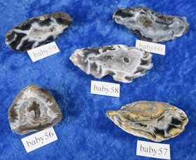 Akaattigeodi Brasilia paino 7-8g nro baby56-59