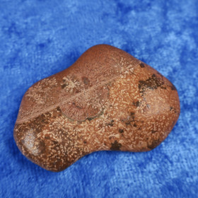 Fossiilikoralli 14g 40x30x10mm 