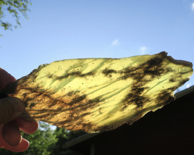 Jaloserpentiini siivu 240x90x6mm 250g Suomi S27