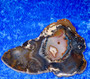 Dendriittiakaatti siivu 163g Hi77y