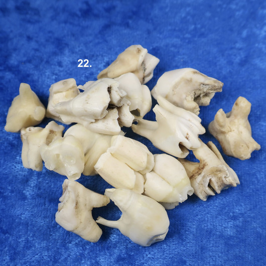 Poron hammas. á-hinta. Nro 22.