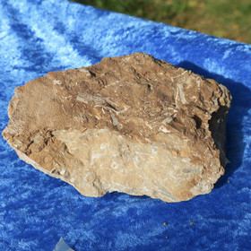 Kukersiitti Viron palava kivi 590g 130x100x45mm Pohjois-Viro Hi176 