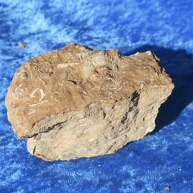 Kukersiitti Viron palava kivi 214g 70x50x45mm Pohjois-Viro Hi176 