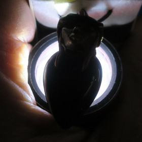 Riipus onyksi musta pisara piksihahmo rubiini hatussa pixiC