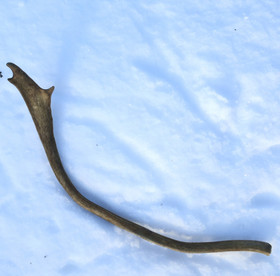 Poronsarvi aito kokonainen sarvi nroK