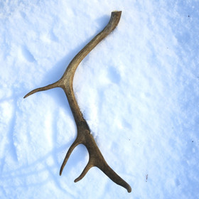 Poronsarvi aito kokonainen sarvi nroP