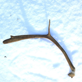 Poronsarvi aito kokonainen sarvi nroR