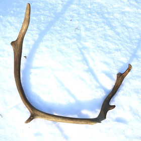 Poronsarvi aito kokonainen sarvi nroD