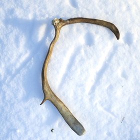 Poronsarvi aito kokonainen sarvi nroH