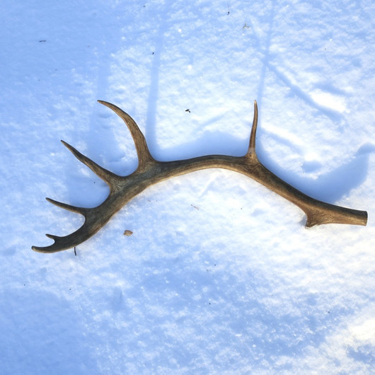 Poronsarvi aito kokonainen sarvi nroB