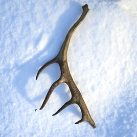 Poronsarvi aito kokonainen sarvi nroA