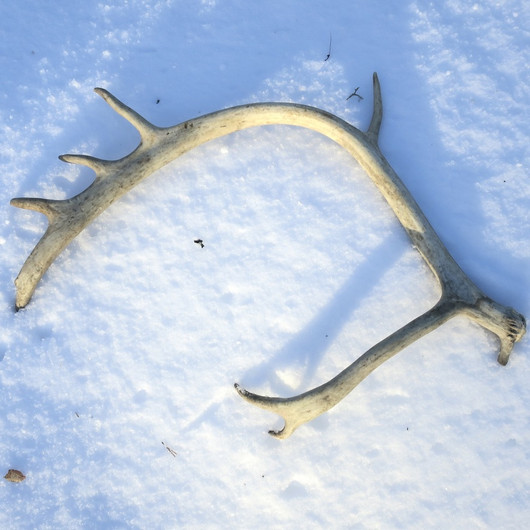 Poronsarvi aito kokonainen sarvi nroT