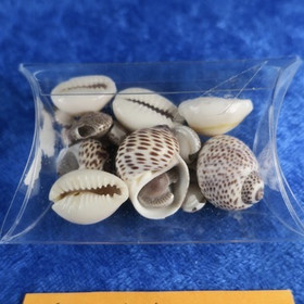 Simpukat rasiassa. 21 kpl pikku simpukoita askartelutarvikkeeksi