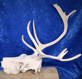 Poron kallo sarvineen