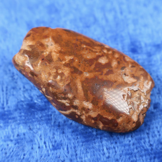 Fossiilikoralli 6g  31x20x8mm