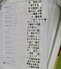 Kapussi helmiäinen astrologiset horoskooppimerkit 8x10mm ovaali