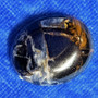 Kapussi pietersiitti  cabochon w22