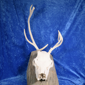 Poron kallo sarvineen