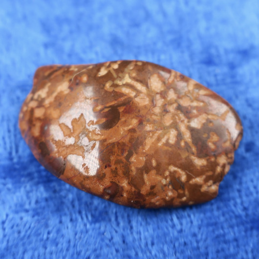 Fossiilikoralli 6g  31x20x8mm