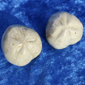 Merisiili joka on pseudomorfoosissa muuttunut akaatiksi. Koko n 30mm