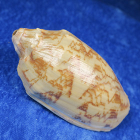 Simpukka, pituus 80mm  nroE