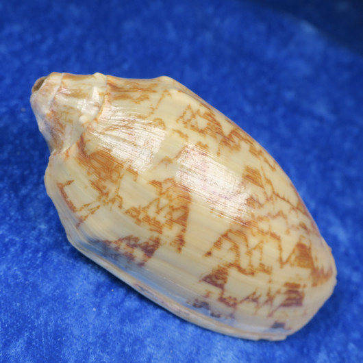 Simpukka, pituus 80mm  nroE