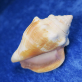 Simpukka, pituus 73mm  nroC