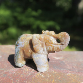 Kivieläin elefantti, valtamerijaspis 