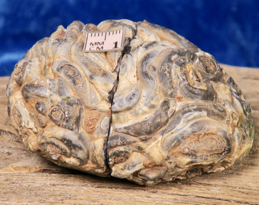 Akaattigeodi PARI 125g nroD Brasilia