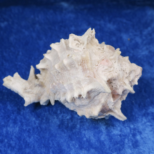 Simpukka, pituus 93mm  nroA
