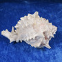 Simpukka, pituus 93mm  nroA